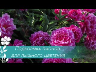 Подкормка пионов для пышного цветения