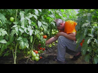 Выращивание в теплице или в закрытом грунте