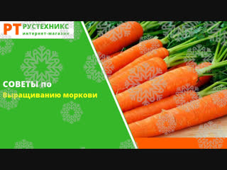 Секреты выращивания моркови