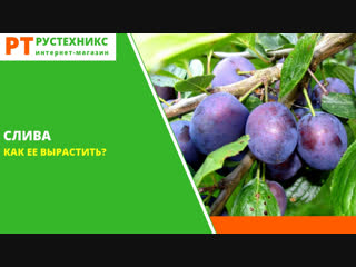 Выращиваем сливу