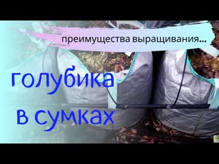 Выращивание голубики в сумках, горшках