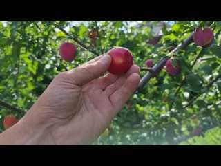 Урожай абрикосов в Москве или как я вырастил абрикос ? Сад Огород Цветник