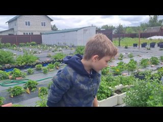 Лучшие сорта жимолости от Ягодного подворья?