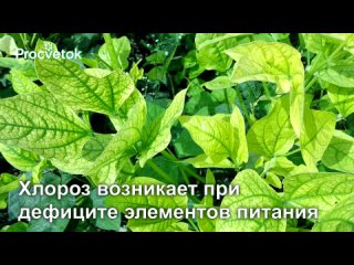 ИЗ-ЗА ЭТОГО ХЕЛАТ ЖЕЛЕЗА НЕ ПОМОЖЕТ! Лечим пожелтение листьев без лишних подкормок