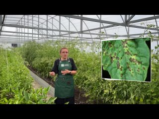 У помидора не боли! Всё о бактериальных, вирусных болезнях и дефицитах питания помидоров