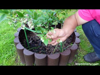 Летняя обрезка Голубики, которая помогает увеличить урожай ? СамСебеАгроном