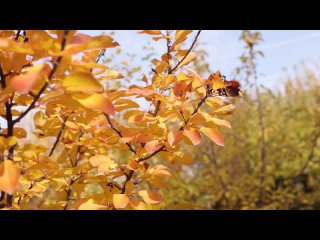 ПРОВЕРЕННОЕ средство от БОЛЕЗНЕЙ! Обработка сада ЖЕЛЕЗНЫМ КУПОРОСОМ ? ДАЧА БЕЗ ПРОБЛЕМ