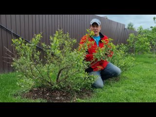 Как я победил сорняки у себя на участке