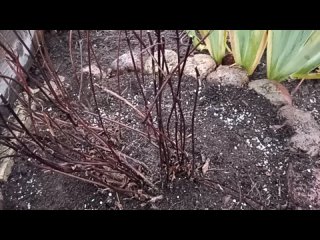 Как правильно подготовить клематисы к зиме? ? 3 группы обрезки и советы от Модной дачницы