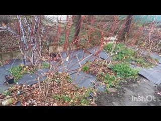 Как шишки помогают размножать микоризу для голубики ? Голубика Днепр у Леси