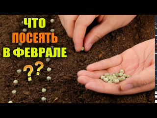 Что обязательно надо посеять в феврале? ? Урожайный огород