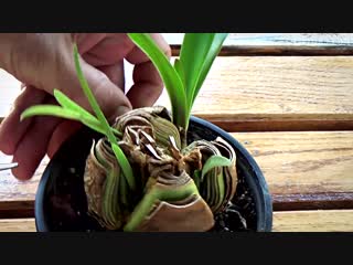 Размножение Гиппеаструма делением луковицы