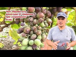 Эффективная обработка винограда от оидиума во время налива ягод.