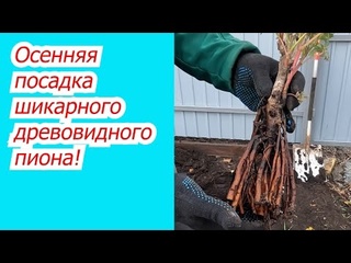 Как вырастить шикарный древовидный пион на участке. Осенняя посадка.