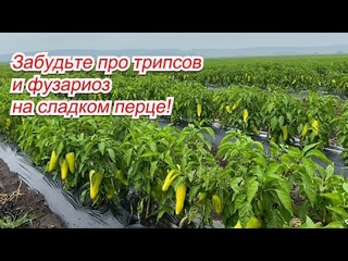 Как избавится от трипсов и фузариоза на сладком перце- рабочие советы!