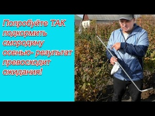 Осенняя подкормка смородины, которая на много увеличит урожай!