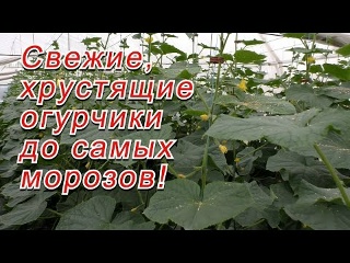 Осеннее выращивание огурцов в теплице- как это делается!