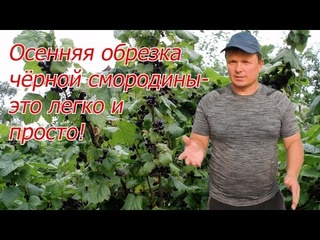 Осенняя обрезка чёрной смородины. Как это сделать легко и правильно.