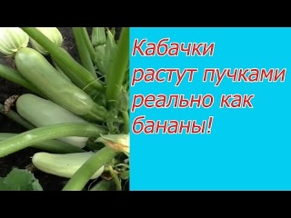 Всего одна подкормка, после которой кабачки завалят вас урожаем!