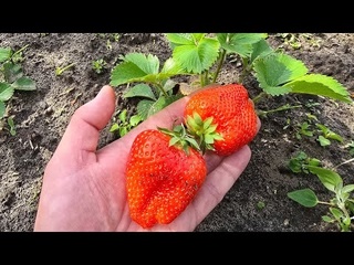 Подкормка Клубники ШОКИРУЮЩИЙ результат БЕСПЛАТНО!
