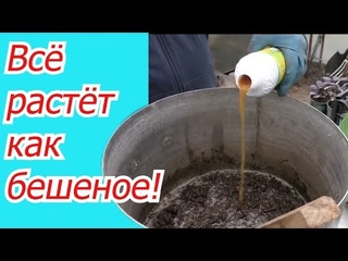 Готовим эффективную органическую подкормку от которой ВСЁ растёт!
