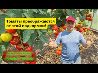 Рецепт удивительной подкормки томатов, о которой больше нигде не расскажут!