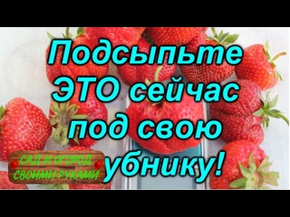 Вот что мы подсыпаем под клубнику осенью, чтобы собирать небывалый урожай!