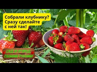 Что делать с клубникой после сбора урожая- это важно для будущего урожая!
