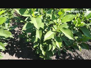 Обзор саженцев и сортов вишни