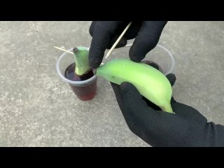 Выращивание саженцев бананов: удивительное решение для садоводов Кудрово