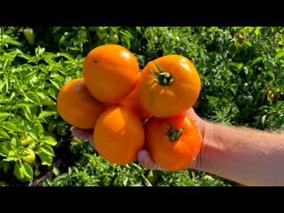 Мой любимый по вкусу томат в огороде - ХУРМА. Классика желтоплодных томатов. Обзор сорта.