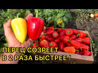 Как ускорить созревание перца? Подкормки и приемы для дозаривания.