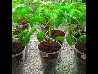 Один из лучших способ выращивания рассады томатов