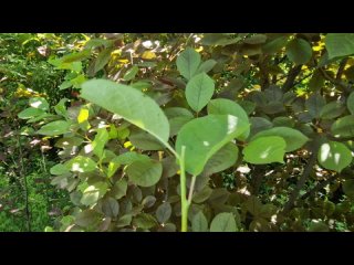 Размножение черемухи методом зеленого черенкования