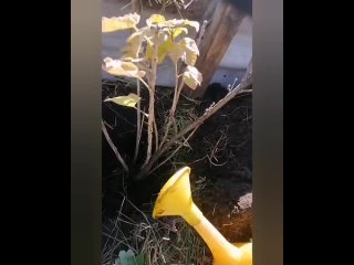 О выращивании красной смородины