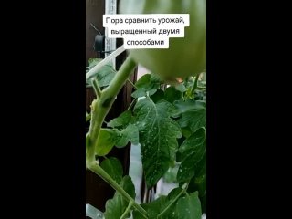 Выращивание томатов китайским способом