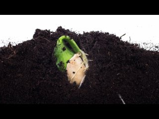 В чем лучше замачивать семена для быстрого прорастания (sovbio)