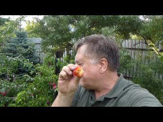 Очень хороший сорт алычи (andreytumanov)