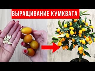 Как вырастить кумкват дома