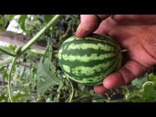 Как понять что арбуз созрел.