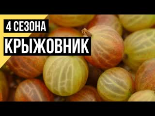 Как правильно ухаживать за крыжовником // 4 сезона / #15