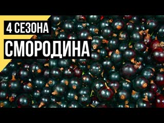 Как выращивать смородину // 4 сезон / #18