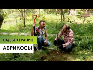 Выращивание абрикосов \ Сад без границ