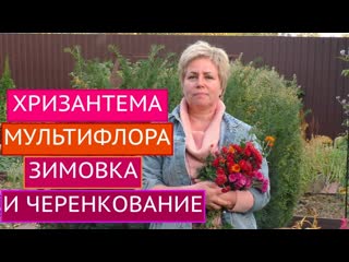 ХРИЗАНТЕМА МУЛЬТИФЛОРА: ОТПРАВЛЯЕМ НА ЗИМОВКУ И ЧЕРЕНКУЕМ!