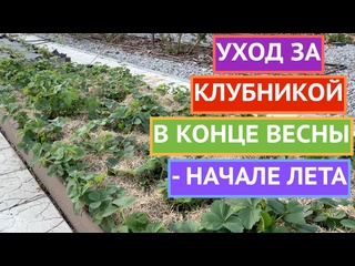 КЛУБНИКА!ОБРАБОТКА ОТ БОЛЕЗНЕЙ И ВРЕДИТЕЛЕЙ+ ПОДКОРМКА!