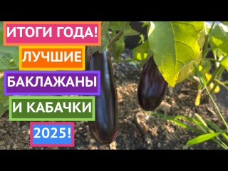 ЭТИ СЕМЕНА КАБАЧКОВ И БАКЛАЖАНОВ ПОКАЗАЛИ ЛУЧШИЙ РЕЗУЛЬТАТ 2025!