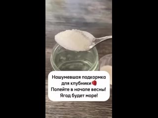 Удобрение для клубники ?