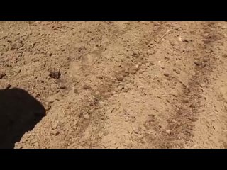 Тонкости посадки свеклы в открытый грунт