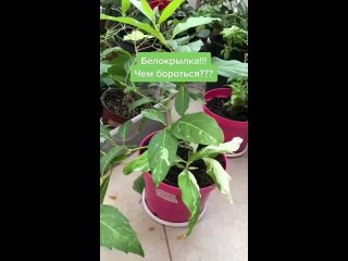 Спасение зелени от болезней и вредителей