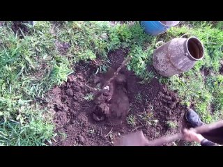 Выращивание хурмы в суровом климате _ Сорт Мидер не вымерзает при - 30